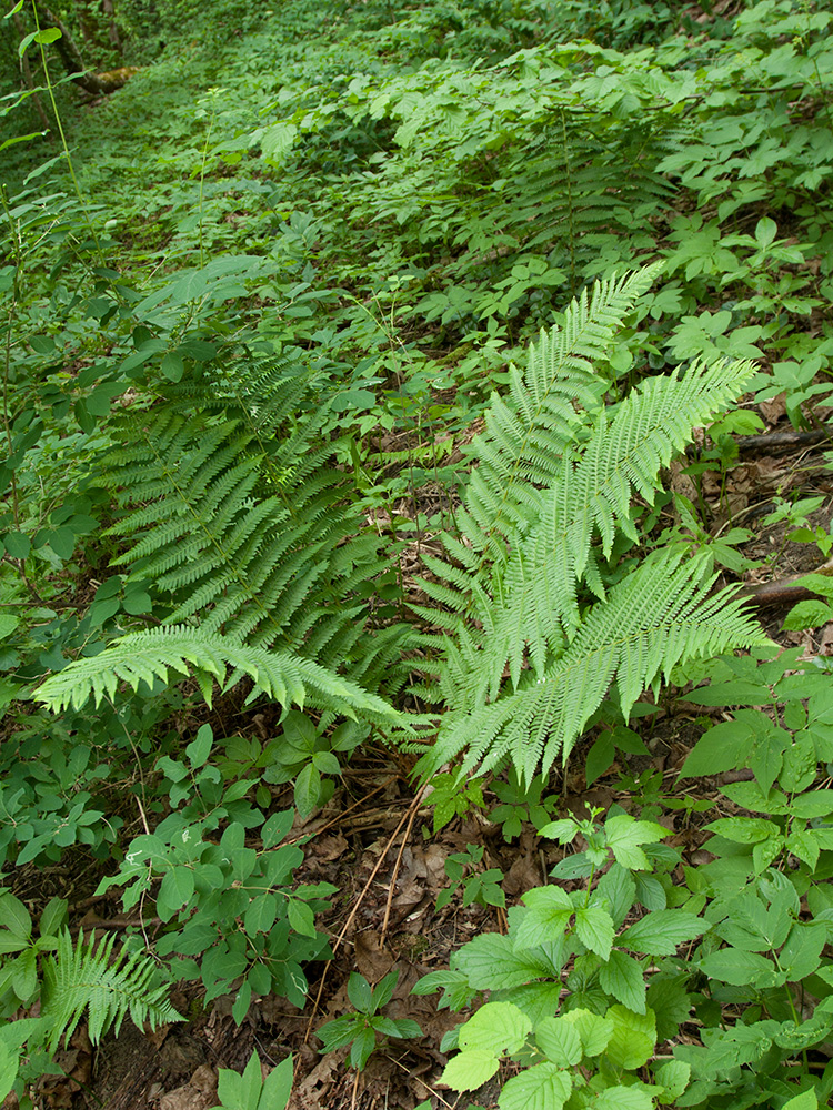 Изображение особи Dryopteris filix-mas.