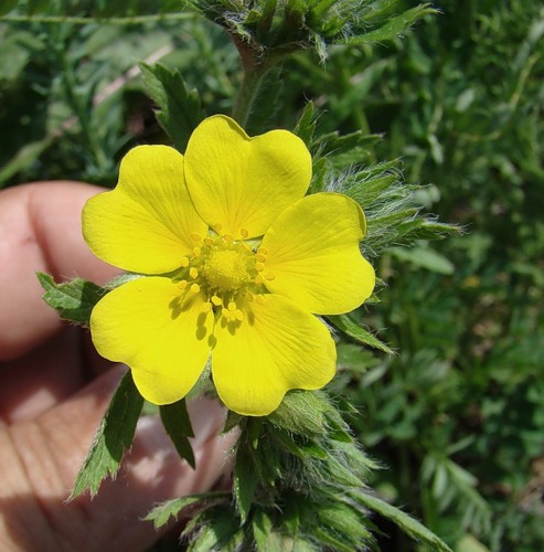 Image of Potentilla pedata specimen.