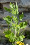 Chenopodium album