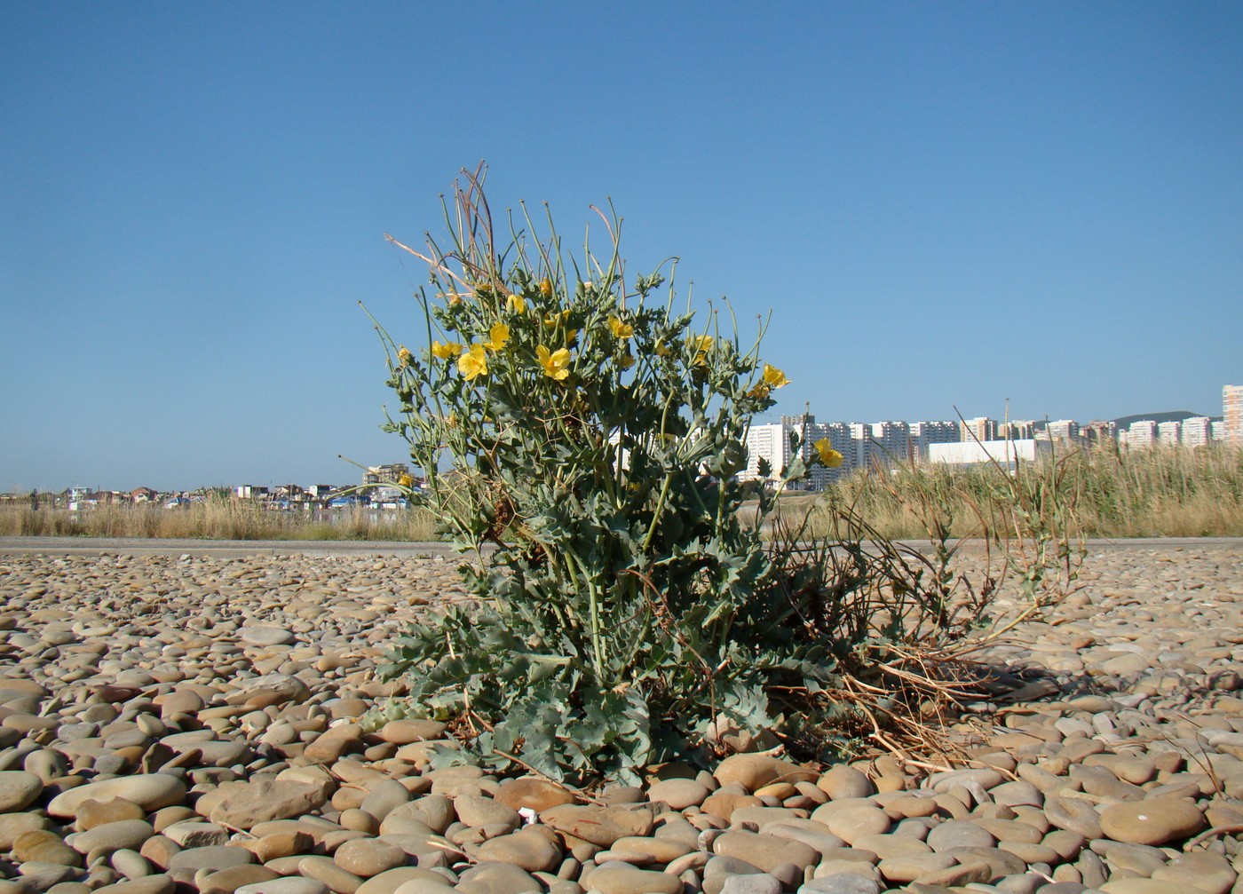 Изображение особи Glaucium flavum.