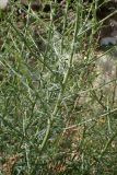 Scrophularia bicolor