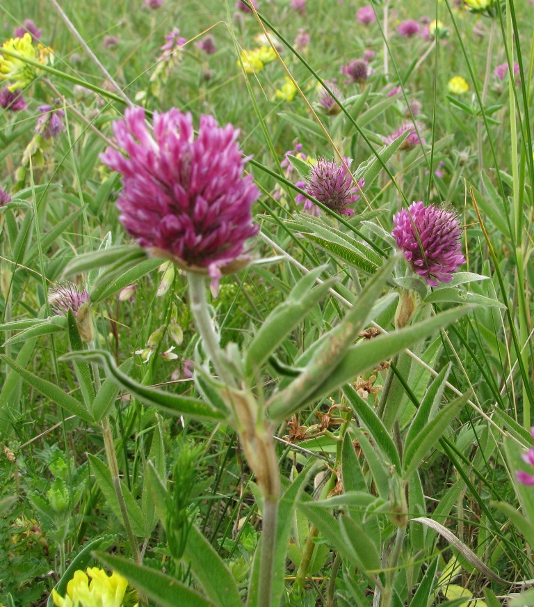 Image of Trifolium alpestre specimen.