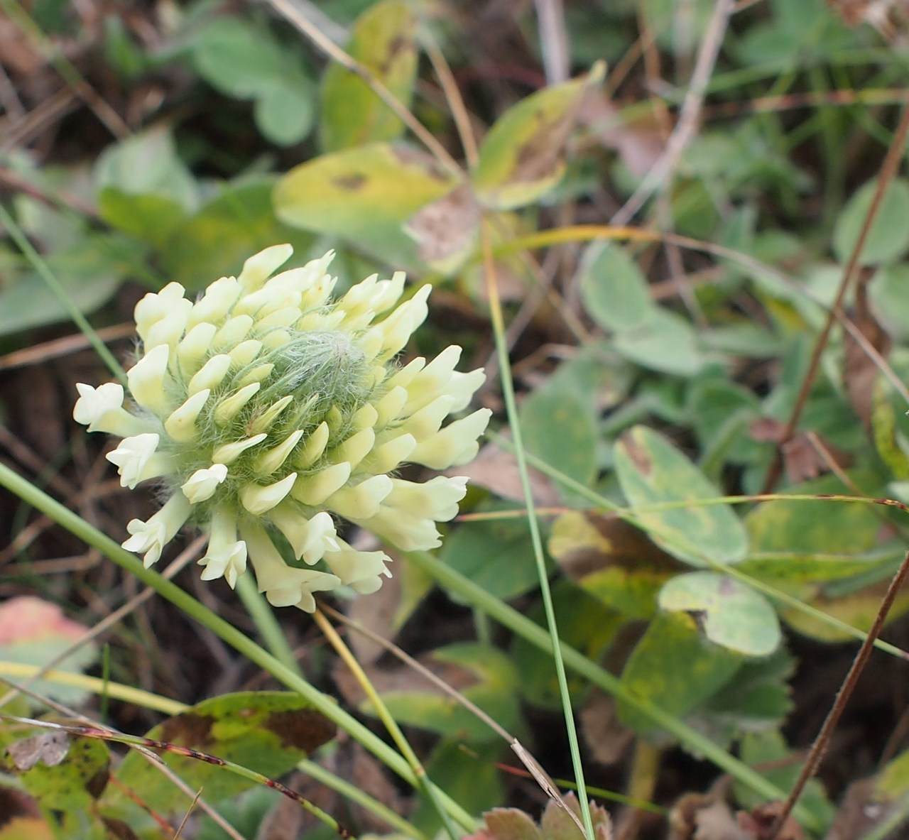 Image of Trifolium trichocephalum specimen.