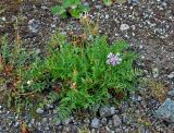 Oxytropis sordida