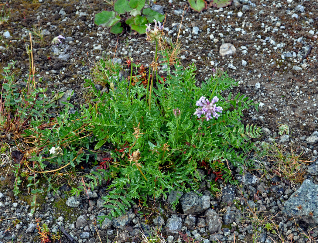 Image of Oxytropis sordida specimen.