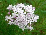 Valeriana capitata