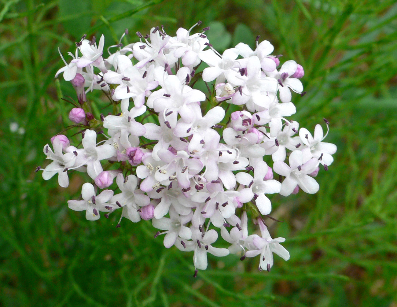 Image of Valeriana capitata specimen.