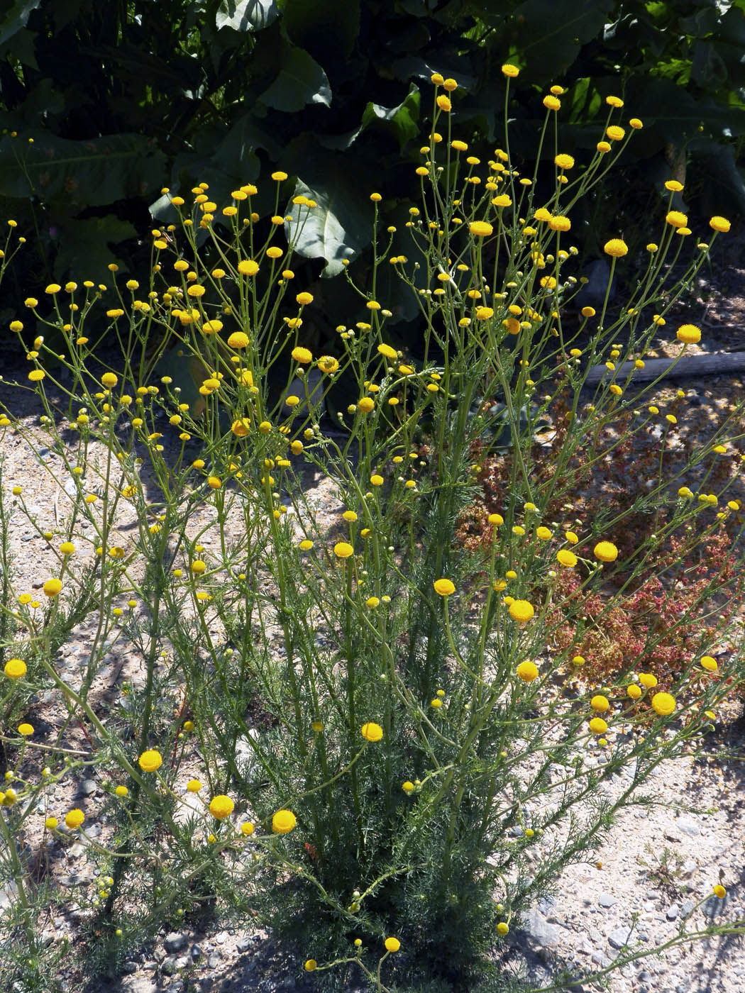 Image of Tripleurospermum disciforme specimen.