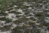 Linum ucranicum. Популяция на слабо задерненном меловом склоне. Волгоградская обл., Калачевский р-н, долина р. Большая Голубая. 21 мая 2006 г.