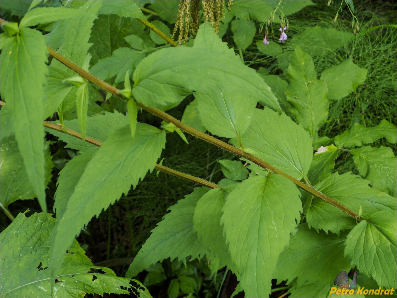 Image of Campanula trachelium specimen.