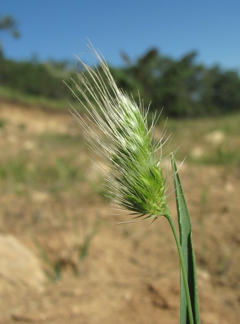 Image of Cynosurus echinatus specimen.