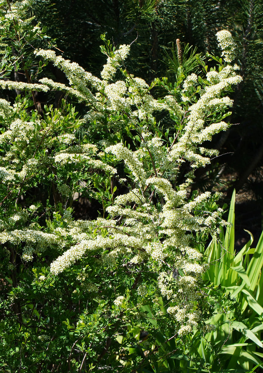 Image of Spiraea hypericifolia specimen.