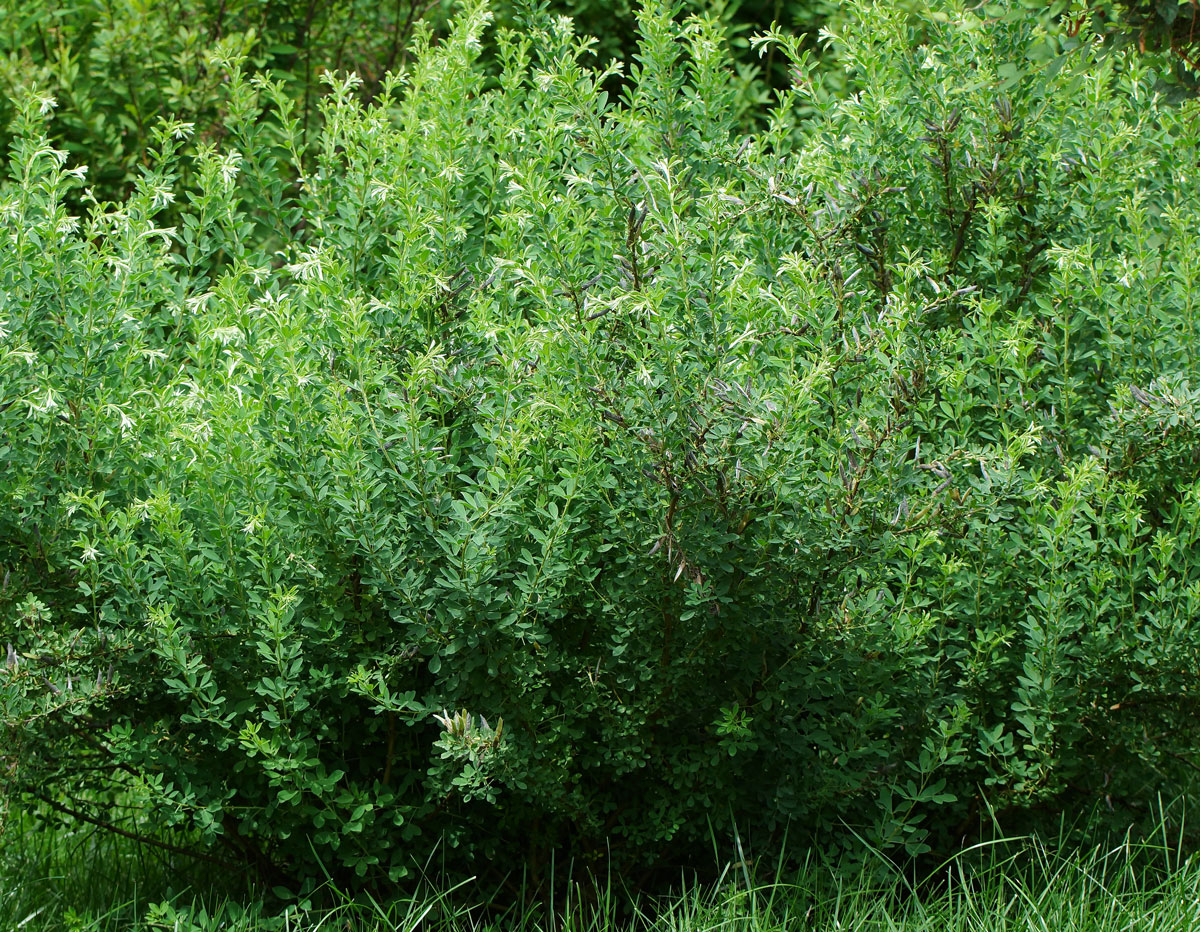 Image of Chamaecytisus ruthenicus specimen.