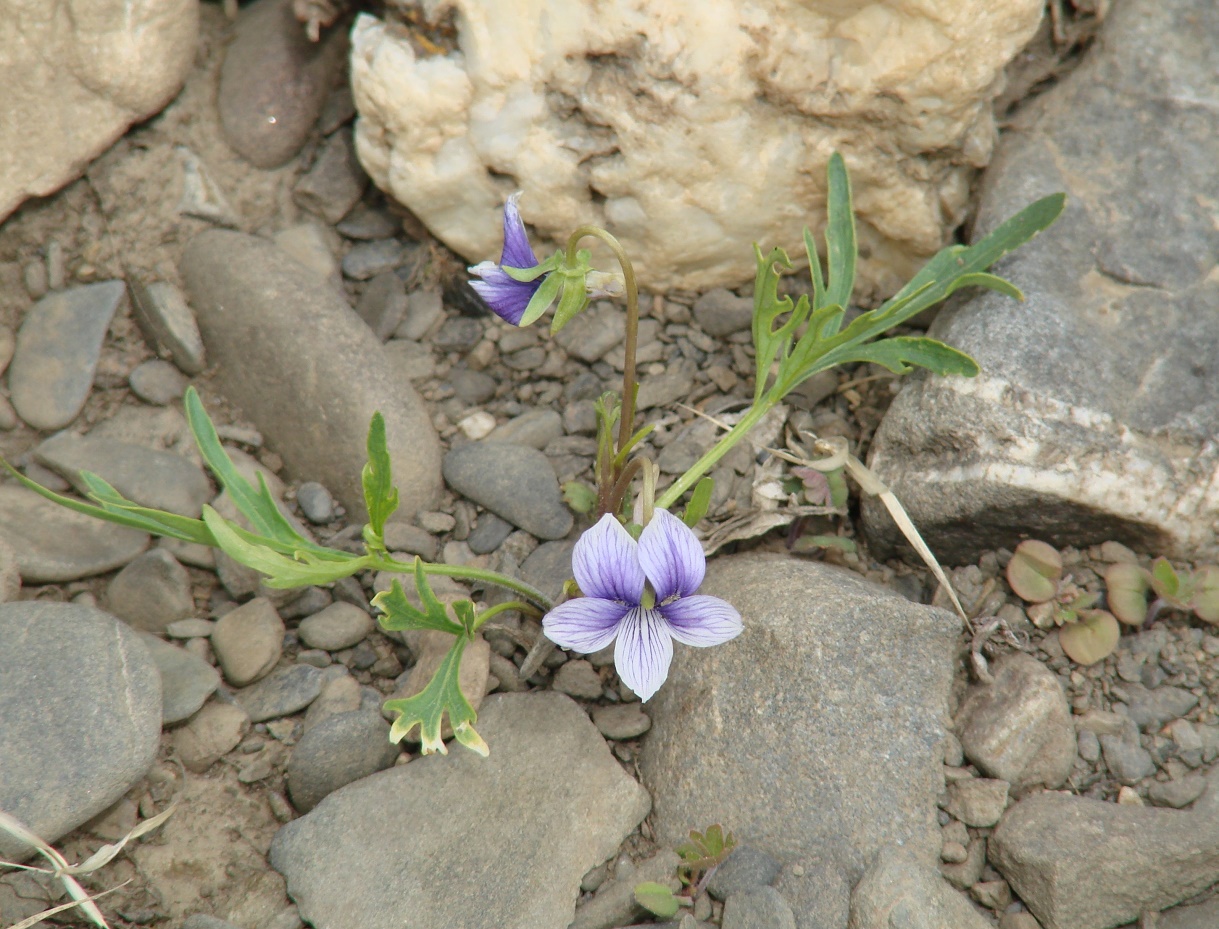 Image of Viola dissecta specimen.