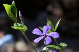 Vinca pubescens