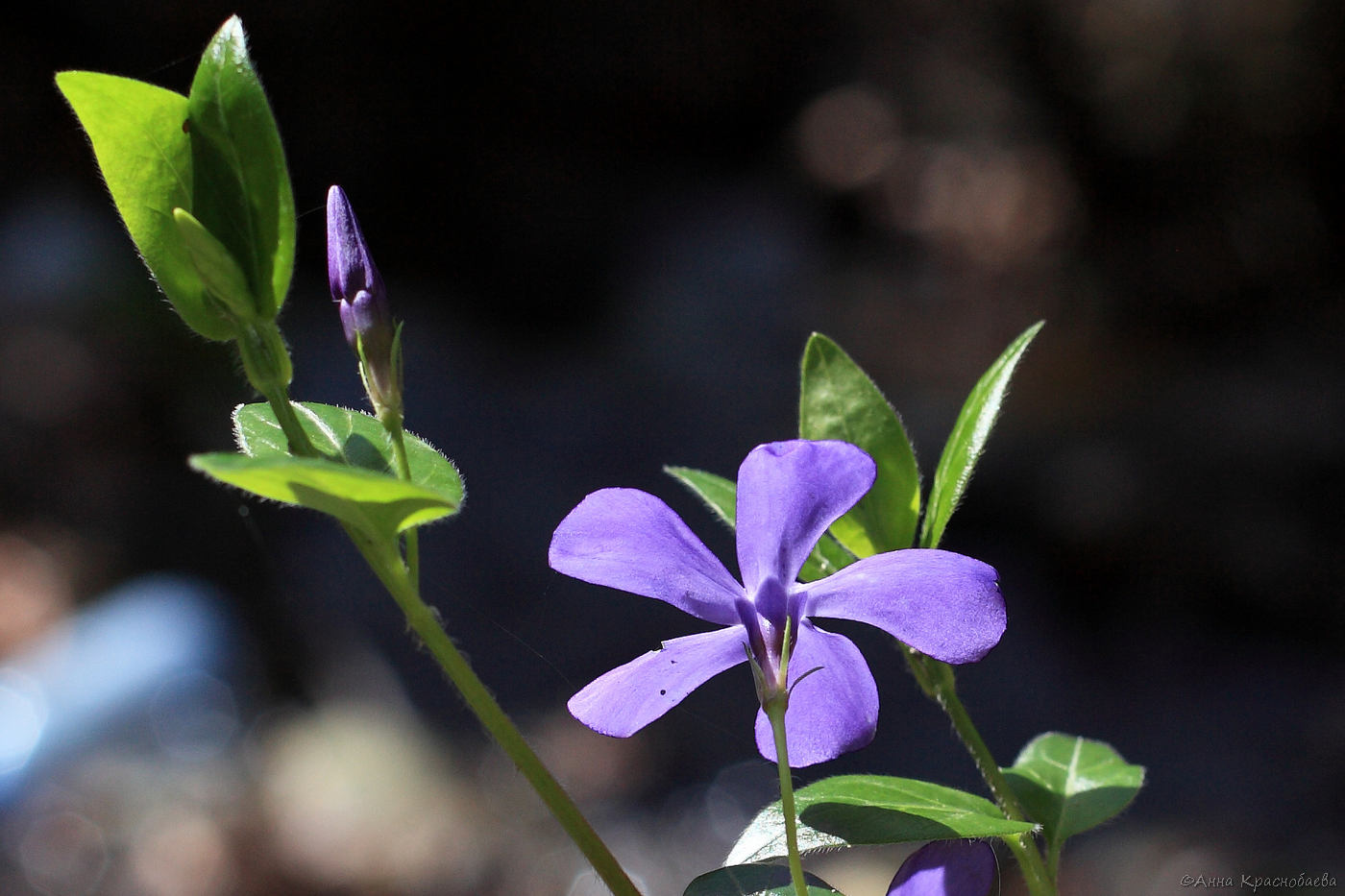 Изображение особи Vinca pubescens.