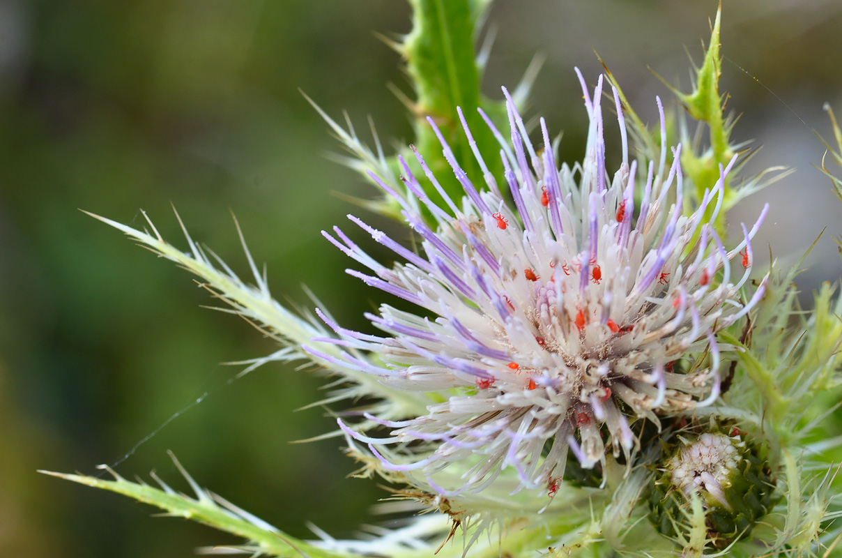 Изображение особи Cirsium obvallatum.