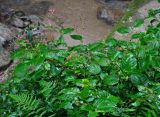 Persicaria chinensis. Верхушки цветущих растений. Малайзия, Камеронское нагорье, ≈ 1500 м н.у.м., опушка влажного тропического леса, берег реки. 03.05.2017.