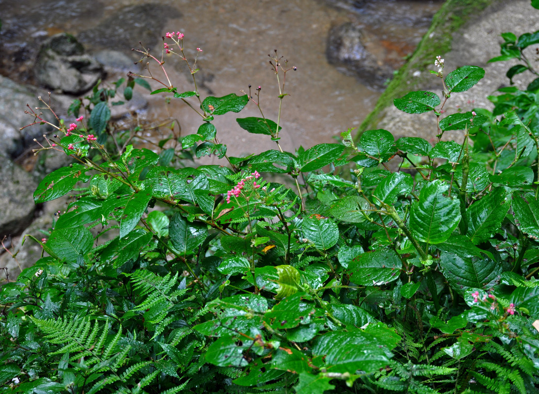 Image of Persicaria chinensis specimen.