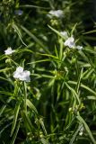 Tradescantia × andersoniana. Верхушки цветущих побегов. Кировская обл., г. Киров, Ботанический сад Вятского государственного университета, в культуре. 31.07.2018.