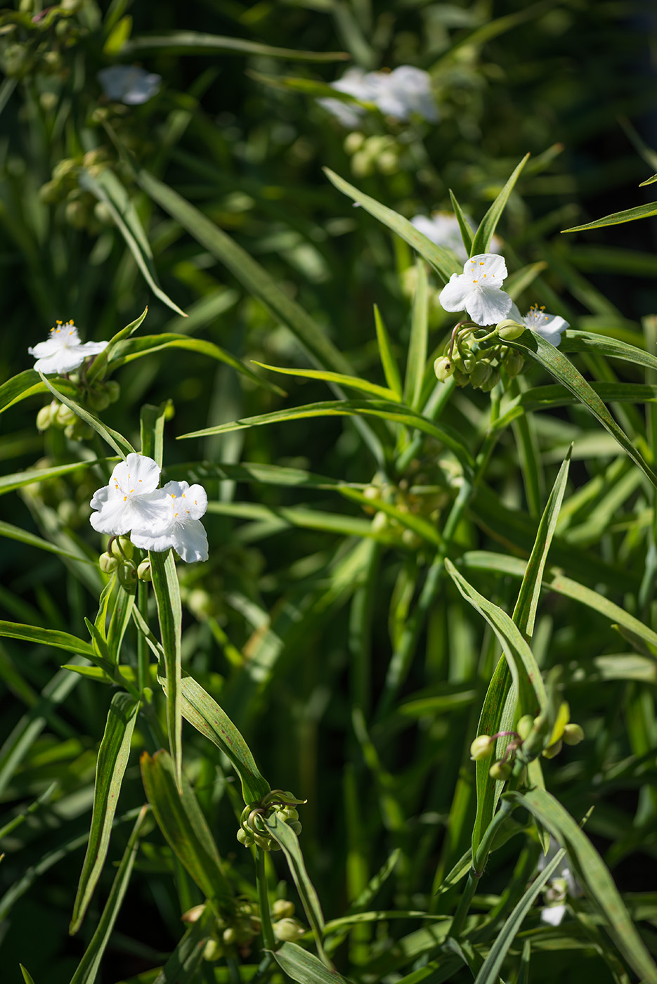 Изображение особи Tradescantia &times; andersoniana.