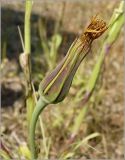 Tragopogon pratensis. Завязавшееся соплодие. Чувашия, окр. г. Шумерля, лесной массив \"Торф\". 25 июня 2010 г.