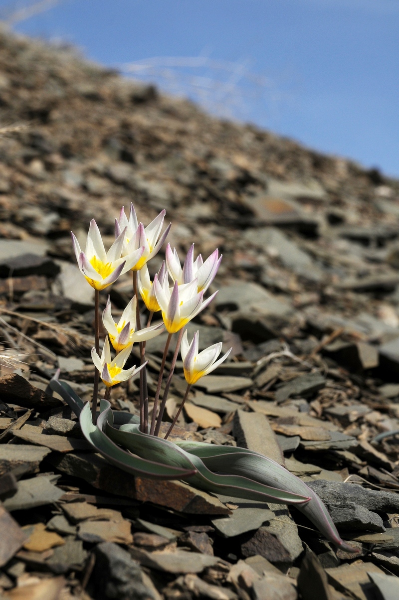 Изображение особи Tulipa orthopoda.