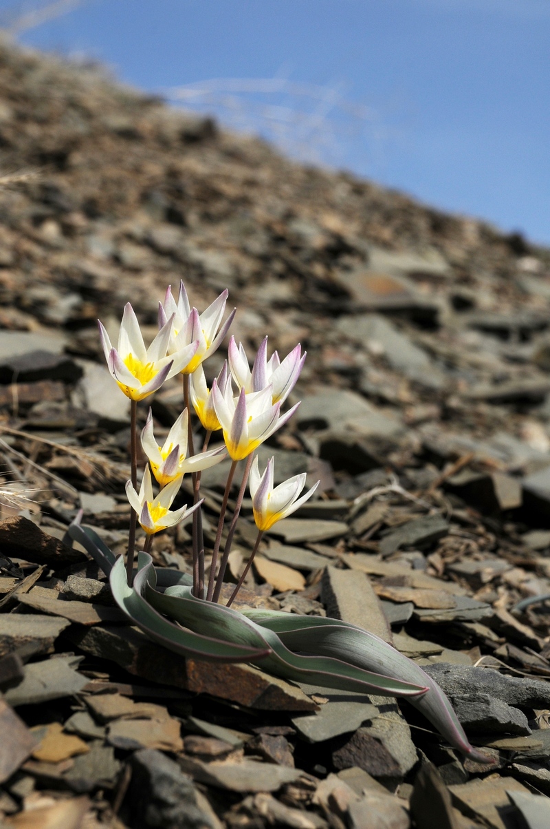 Image of Tulipa orthopoda specimen.