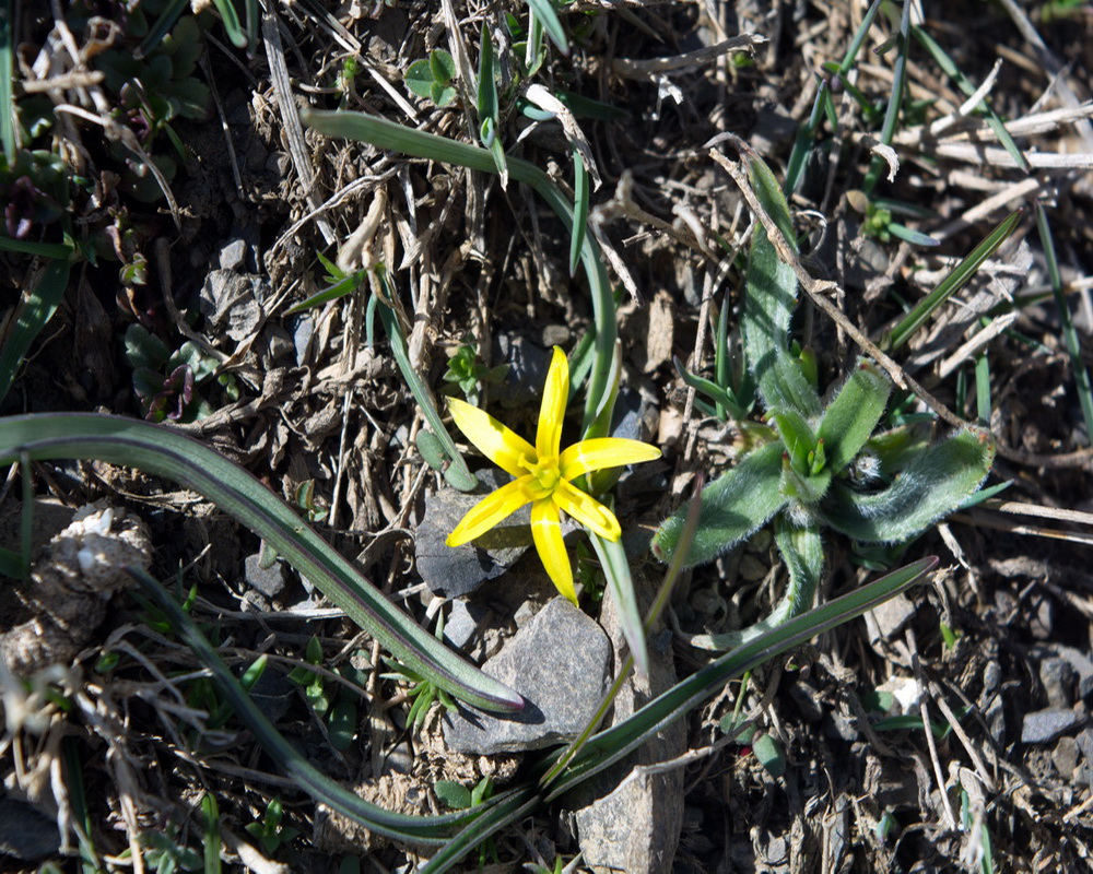 Image of genus Gagea specimen.
