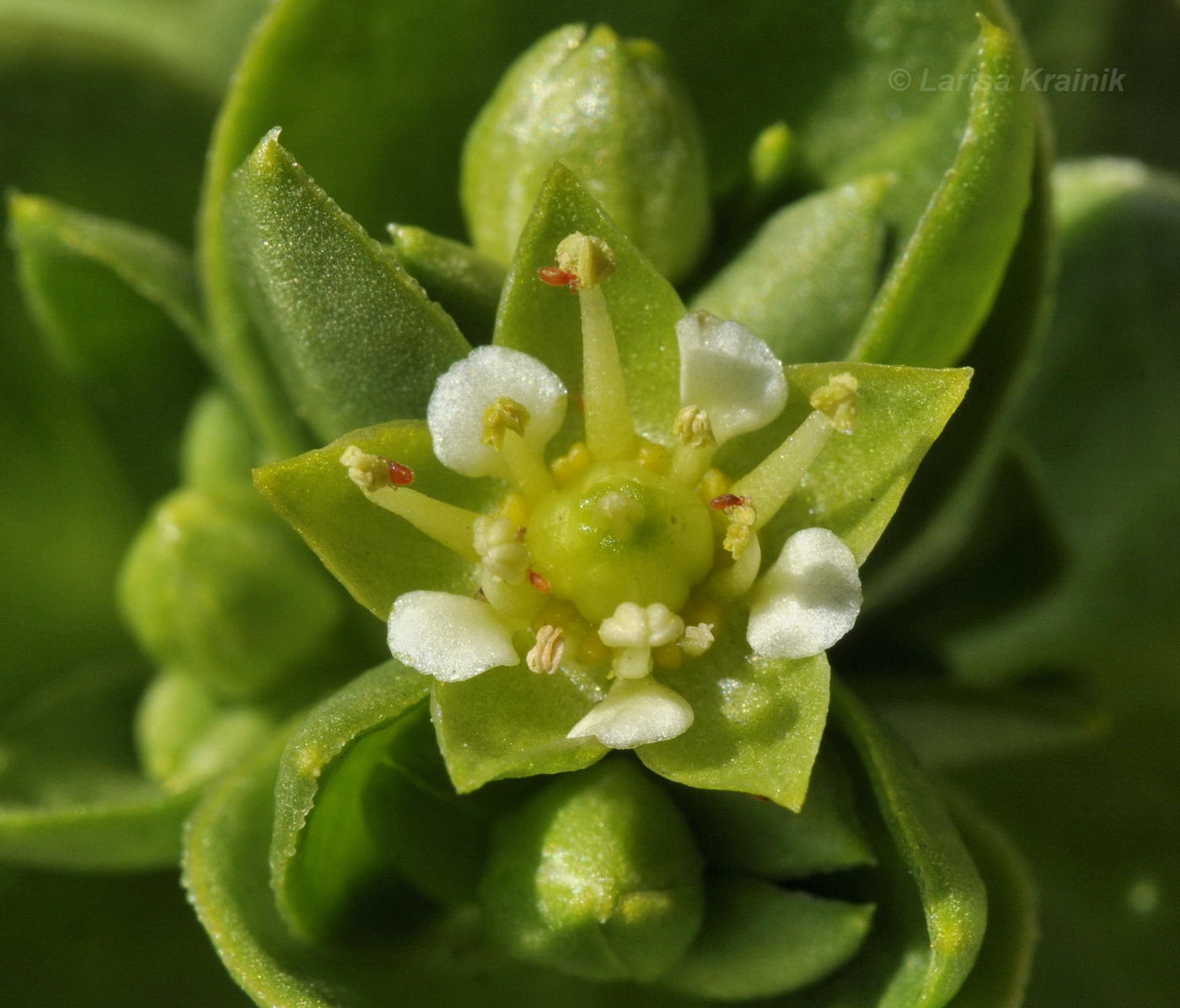 Изображение особи Honckenya peploides ssp. major.