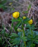 Trollius europaeus. Верхушка цветущего растения. Новгородская обл., оз. Валдай, южное побережье, влажный луг. 12.05.2019.