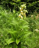 Digitalis grandiflora. Цветущее растение. Украина, Закарпатская обл., Тячевский р-н, с. Усть-Черная, поляна на горе Стоги. 21.06.2010.