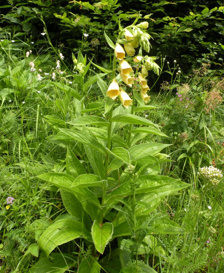 Изображение особи Digitalis grandiflora.