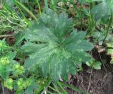 genus Ranunculus