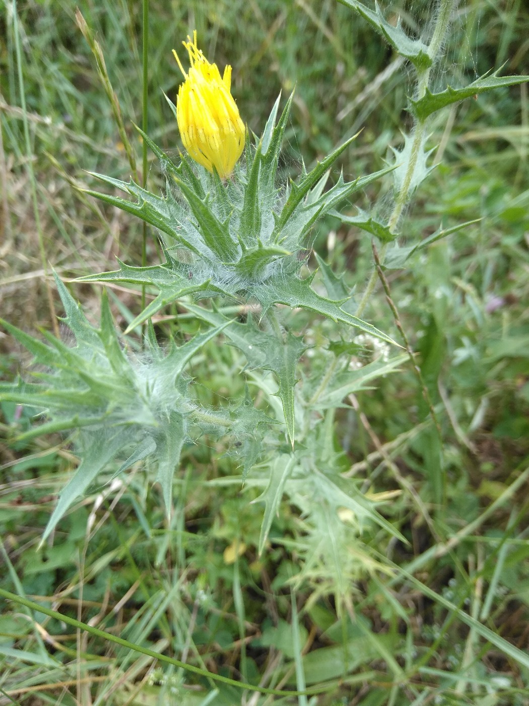 Image of Carthamus lanatus specimen.