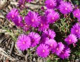 Lampranthus productus