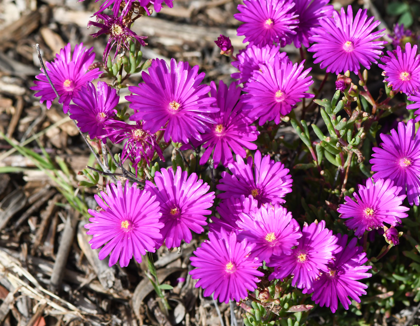 Изображение особи Lampranthus productus.