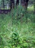 Epipactis helleborine