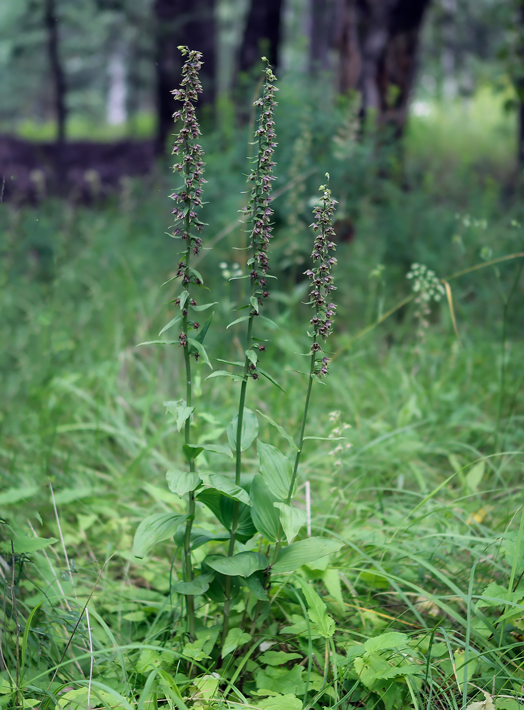 Изображение особи Epipactis helleborine.