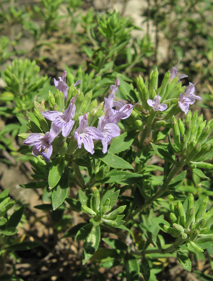 Изображение особи Ziziphora serpyllacea.