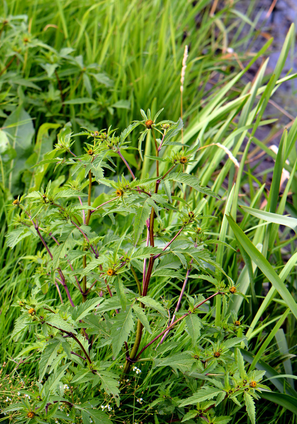 Image of Bidens tripartita specimen.