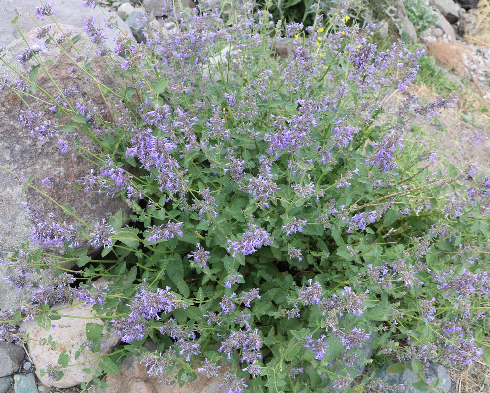 Изображение особи Nepeta mussinii.