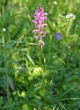 Pedicularis elata