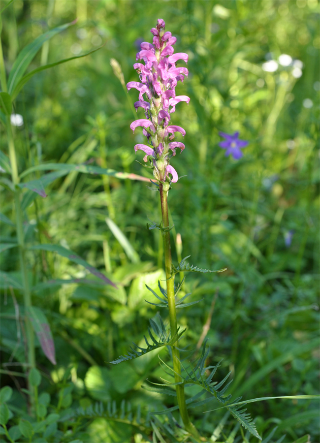 Изображение особи Pedicularis elata.