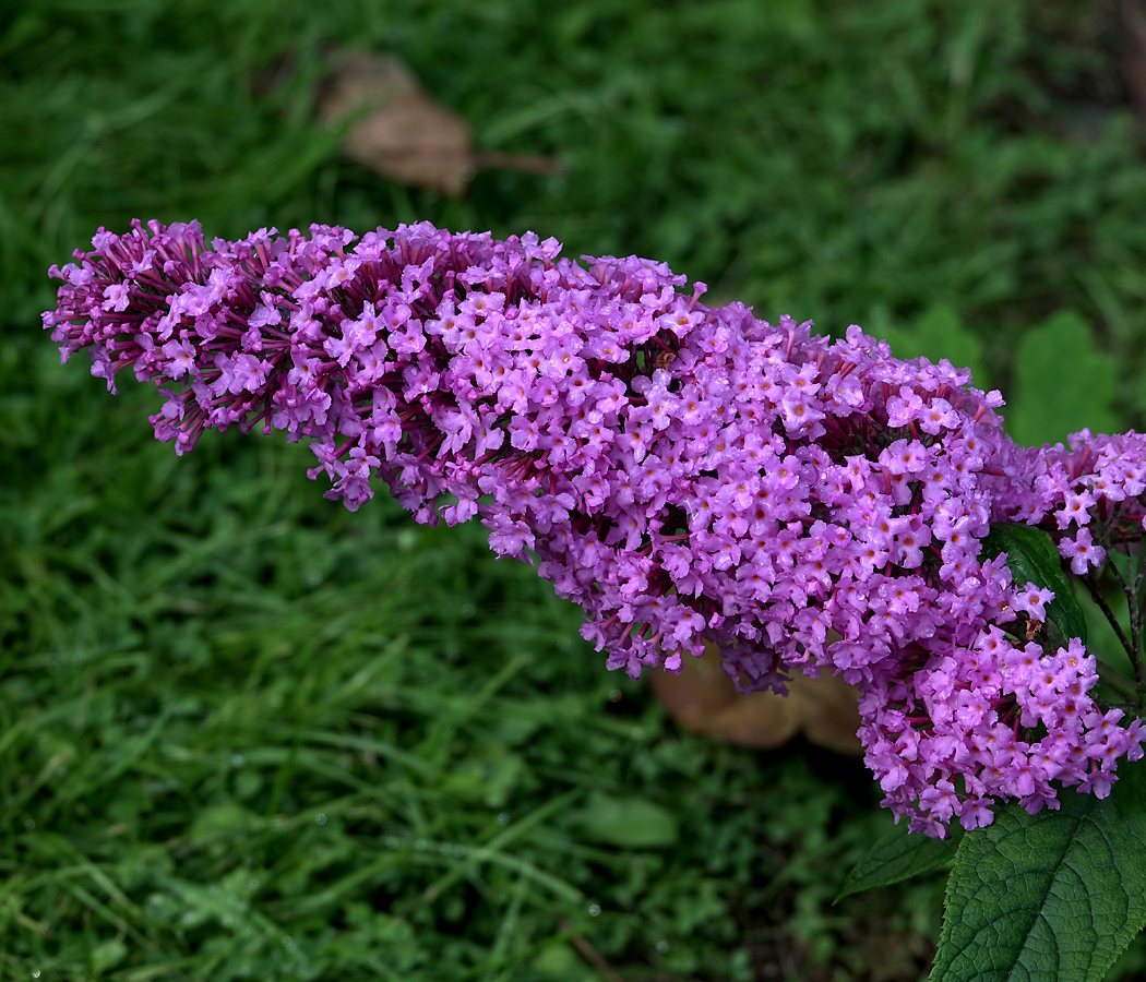 Изображение особи Buddleja davidii.