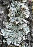 Phaeophyscia orbicularis