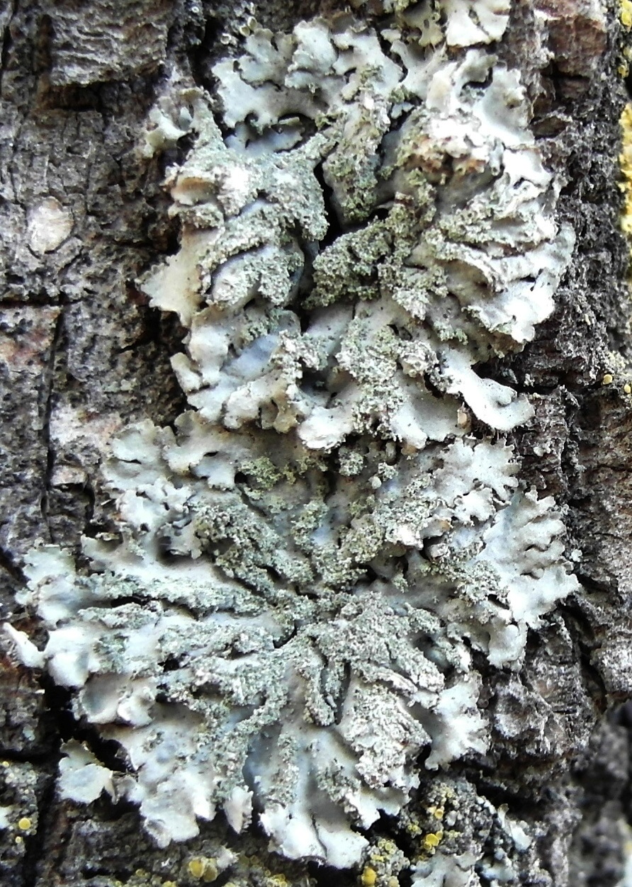 Изображение особи Phaeophyscia orbicularis.