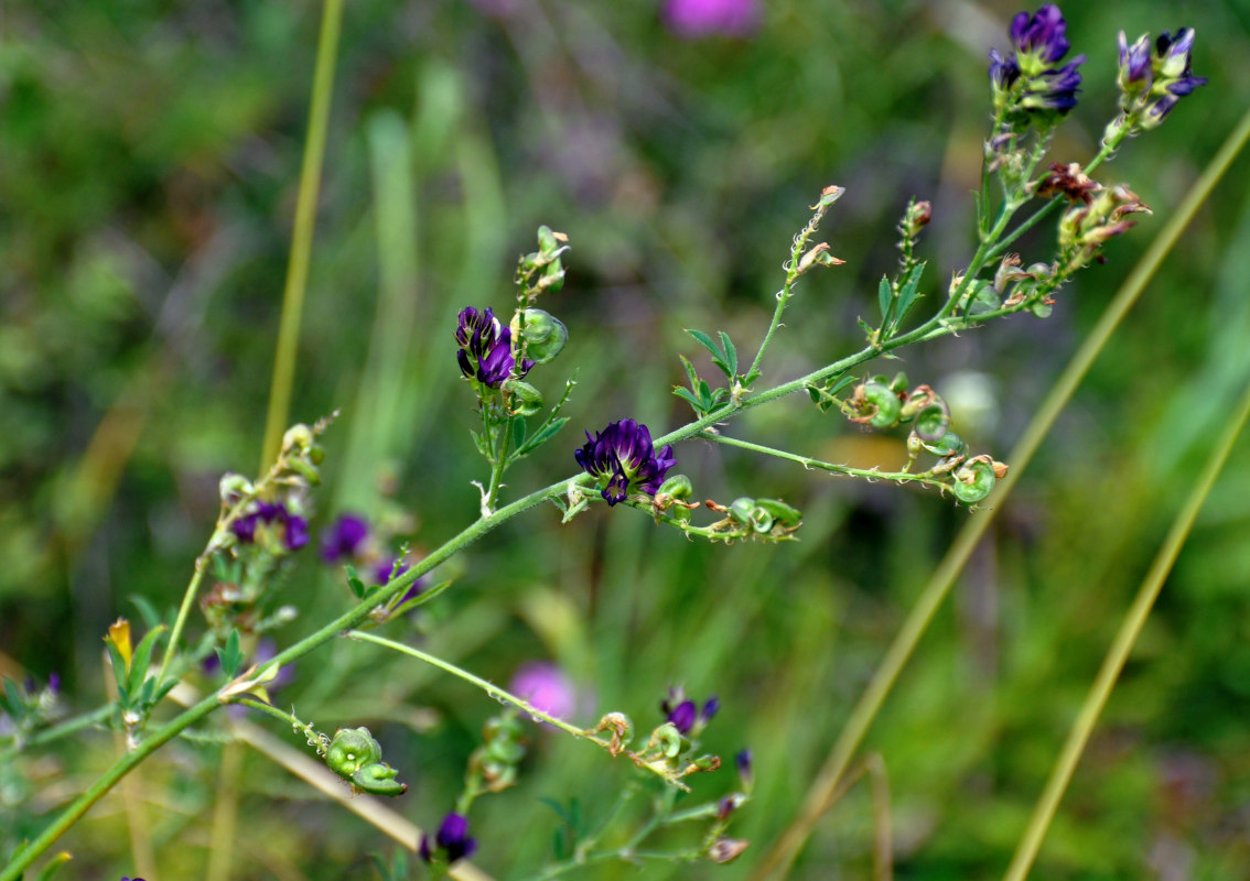 Изображение особи Medicago sativa.