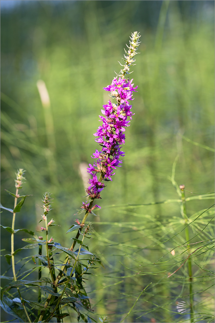 Image of Lythrum salicaria specimen.