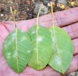 Amygdalus bucharica. Листья с грибными поражениями (абаксиальная поверхность). Узбекистан, Навоийская обл., Нуратинский р-н, Нуратинский хр., ущ. р. Кичиксай. 29.10.2019.